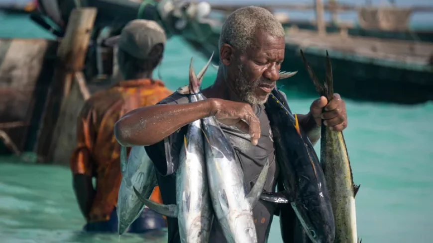 Tuna industry in Maldives expanding