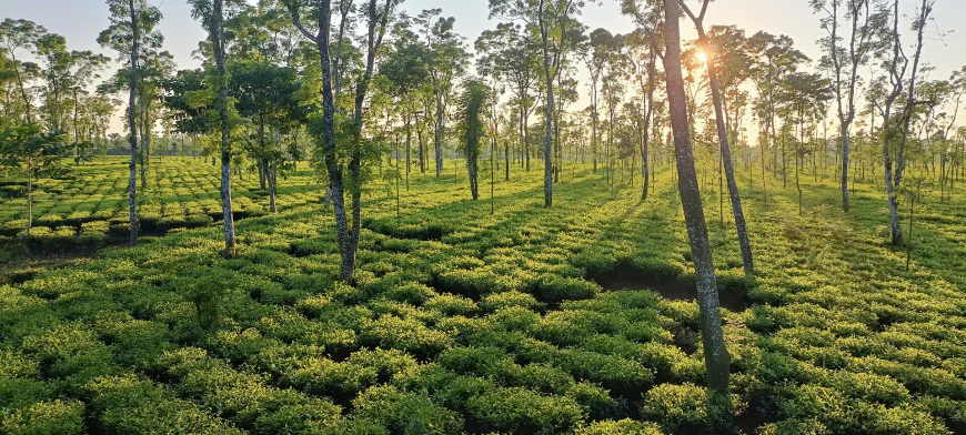 Thakurgaon, the hidden gem of North Bengal