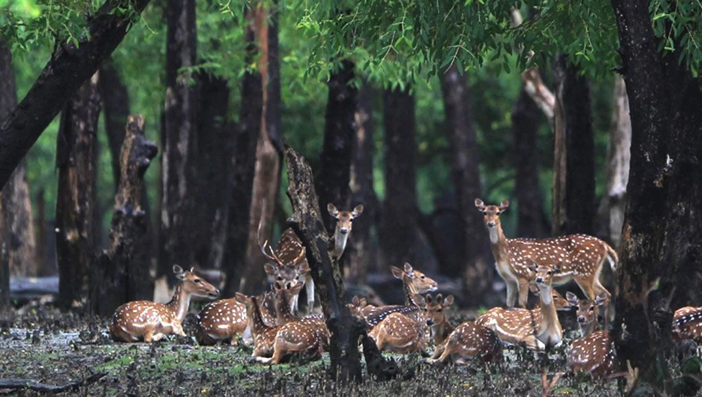 Covered bins, no loud music for Sundarbans boats