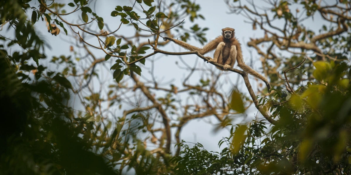 Five rare animals to look for in Bangladesh