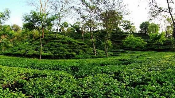Visit Chandichhara for tea, hills, quiet escapes