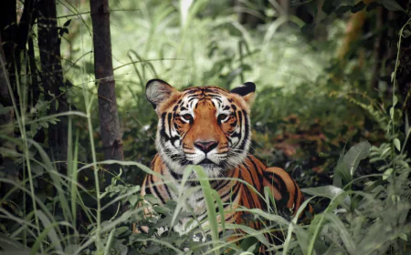 The Sundarbans: A fragile mangrove forest under pressure