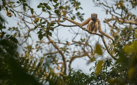 Five rare animals to look for in Bangladesh