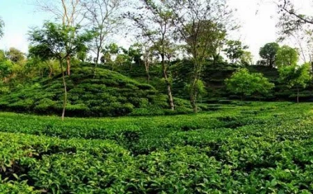 Visit Chandichhara for tea, hills, quiet escapes