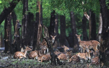 Covered bins, no loud music for Sundarbans boats
