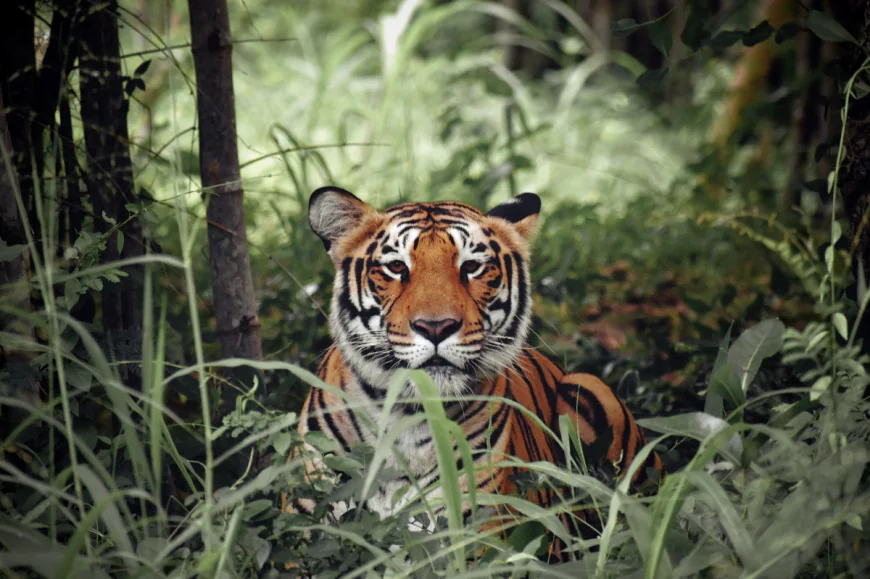 The Sundarbans: A fragile mangrove forest under pressure