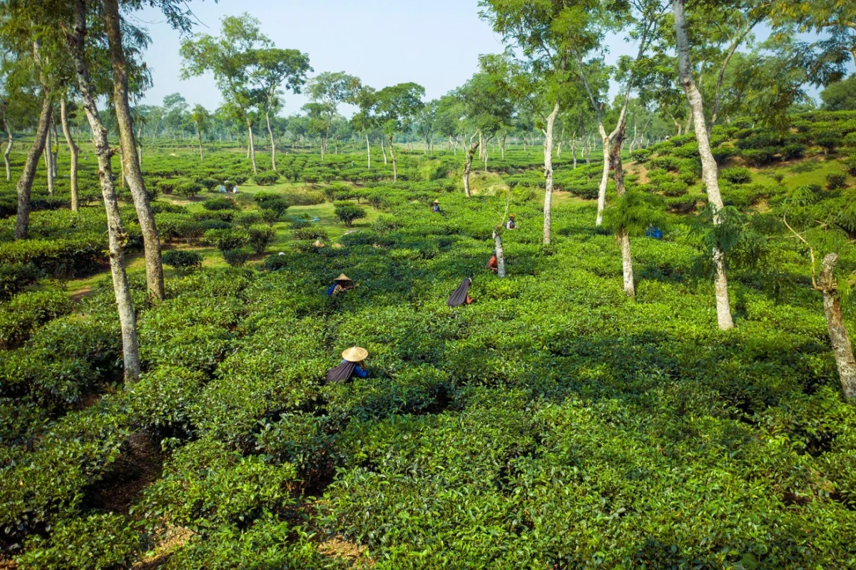 Bangladesh struggles to harness its tourism potential