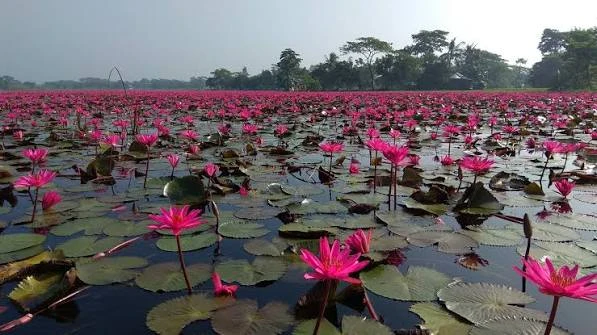 Red water lilies blend with rural tranquillity in Satla Beel 