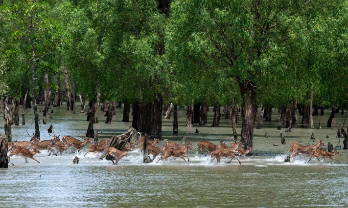 Sundarbans reopens to tourists after three-month ban