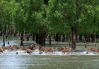 Sundarbans reopens to tourists after three-month ban