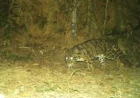 Researchers find endangered clouded leopard in Inani Forest