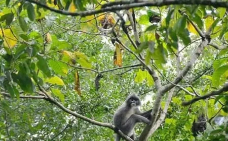 Rare wildlife holds Rema-Kalenga’s tourism appeal