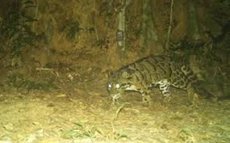 Researchers find endangered clouded leopard in Inani Forest