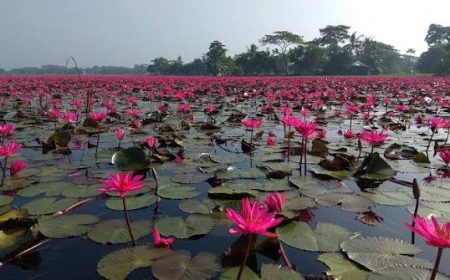 Red water lilies blend with rural tranquillity in Satla Beel 