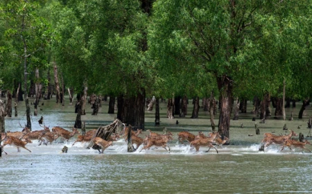 Sundarbans reopens to tourists after three-month ban