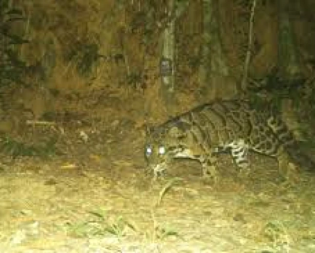 Researchers find endangered clouded leopard in Inani Forest