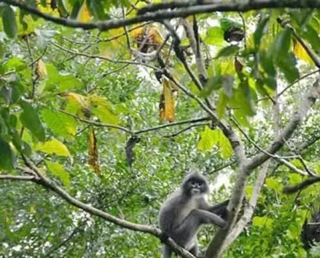 Rare wildlife holds Rema-Kalenga’s tourism appeal